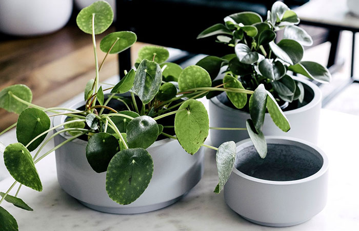 The Balcony Garden - Future Planning